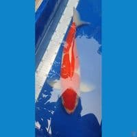kohaku 44cm - male