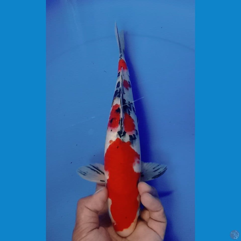 SANKE 32CM