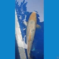 ginrin bekko 38cm - male tategoi