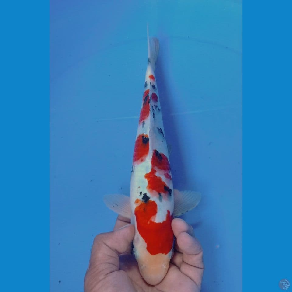 SANKE 30CM