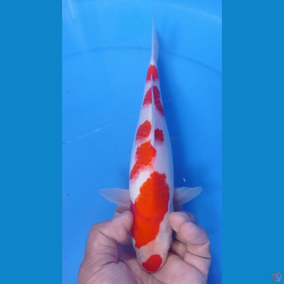 kohaku 28cm