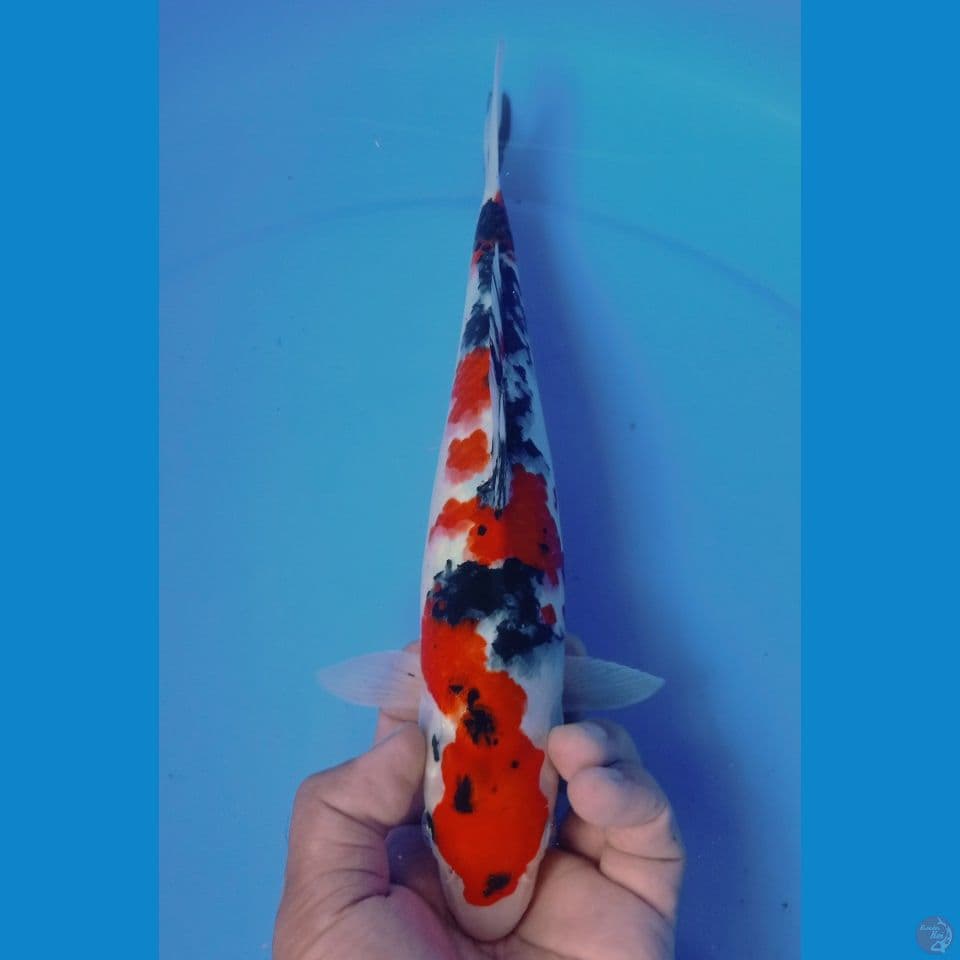 sanke ori 30cm