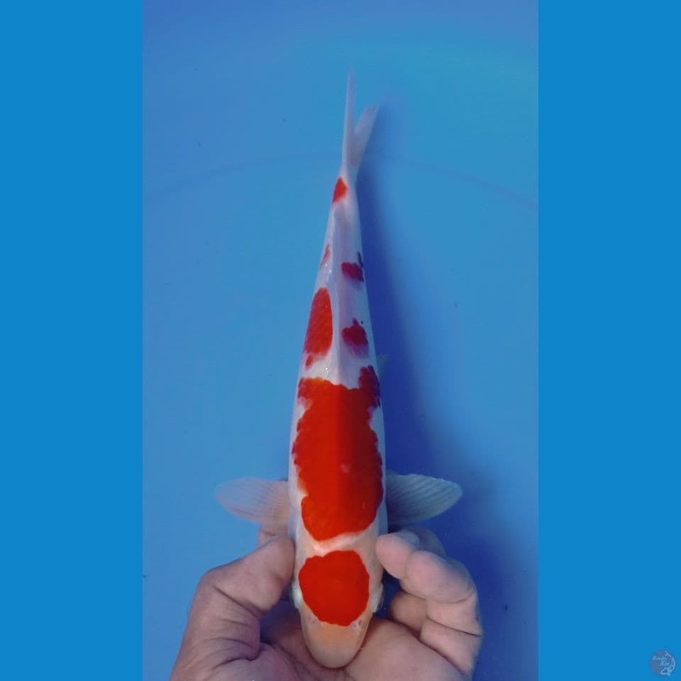 MARUTEN KOHAKU 28