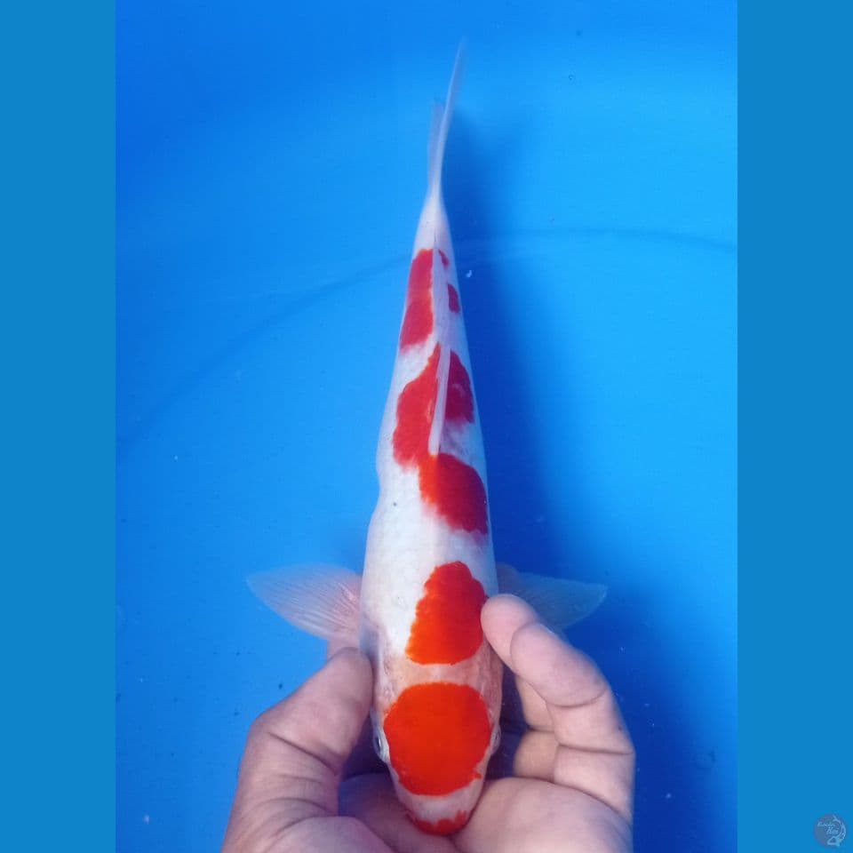 KOHAKU 28