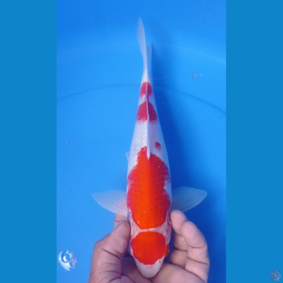 KOHAKU 30