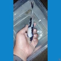 BAHAN KEEP SHIRO TATEGOI || 20CM