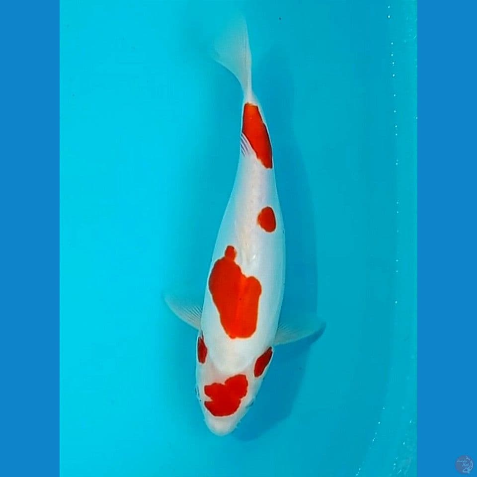 pure doitsu 33cm