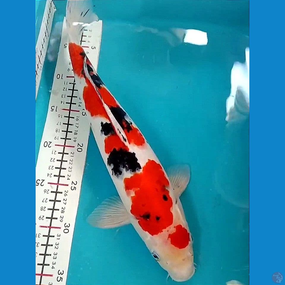 Super Male 37cm