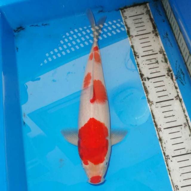 F1 KOHAKU RED DEVIL