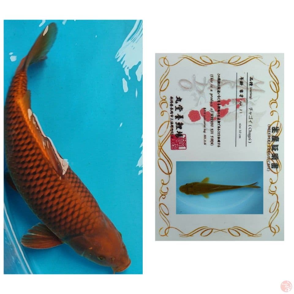 50CM MUNUK CHAGOI IMPORT MARUDO