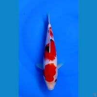 SANKE 25 CM 