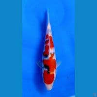 SANKE 25CM