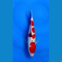 SANke 25cm