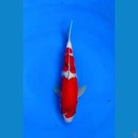 SANke 26 cm