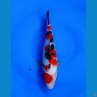 SANKE 25CM BU