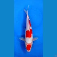 SANKE 25CM