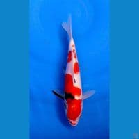 SANKE 25CM