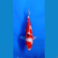 SANKE 25CM 
