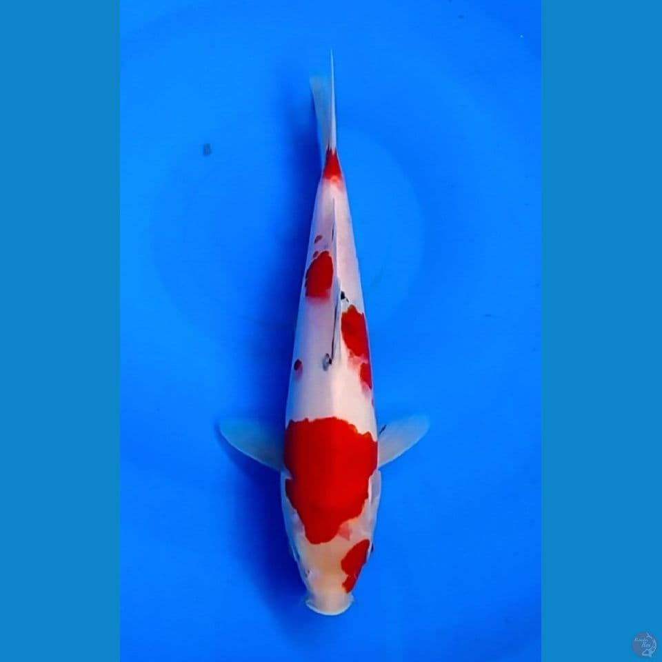 SANKE 25CM