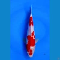 KOHAKU 25CM