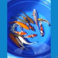 paket mix siap masuk kolam sz 20-28