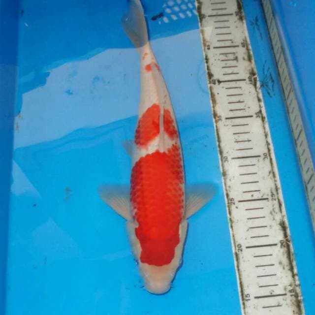 F1 KOHAKU