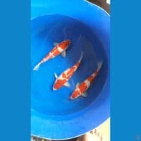 sk paket kohaku