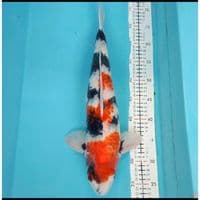 showa 46cm F