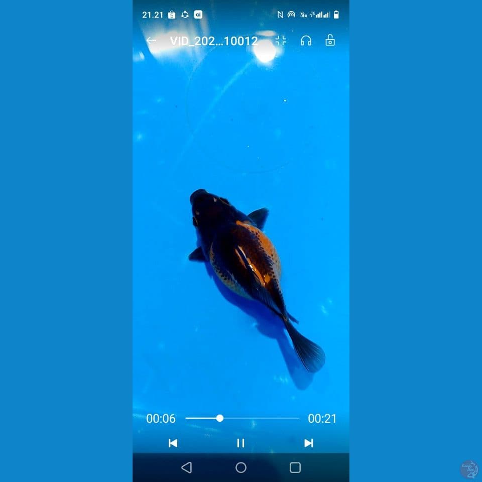 tamasba short tail bulky 13 cm