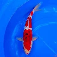 KOROMO SANKE HQ 40cm | Male™