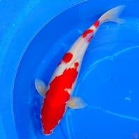 KOHAKU 48cm | Female™