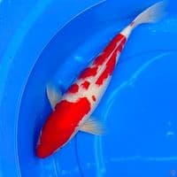 KOHAKU 45cm | Female™