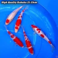 KOHAKU HIGH QUALITY 21-25cm 5 Ekor