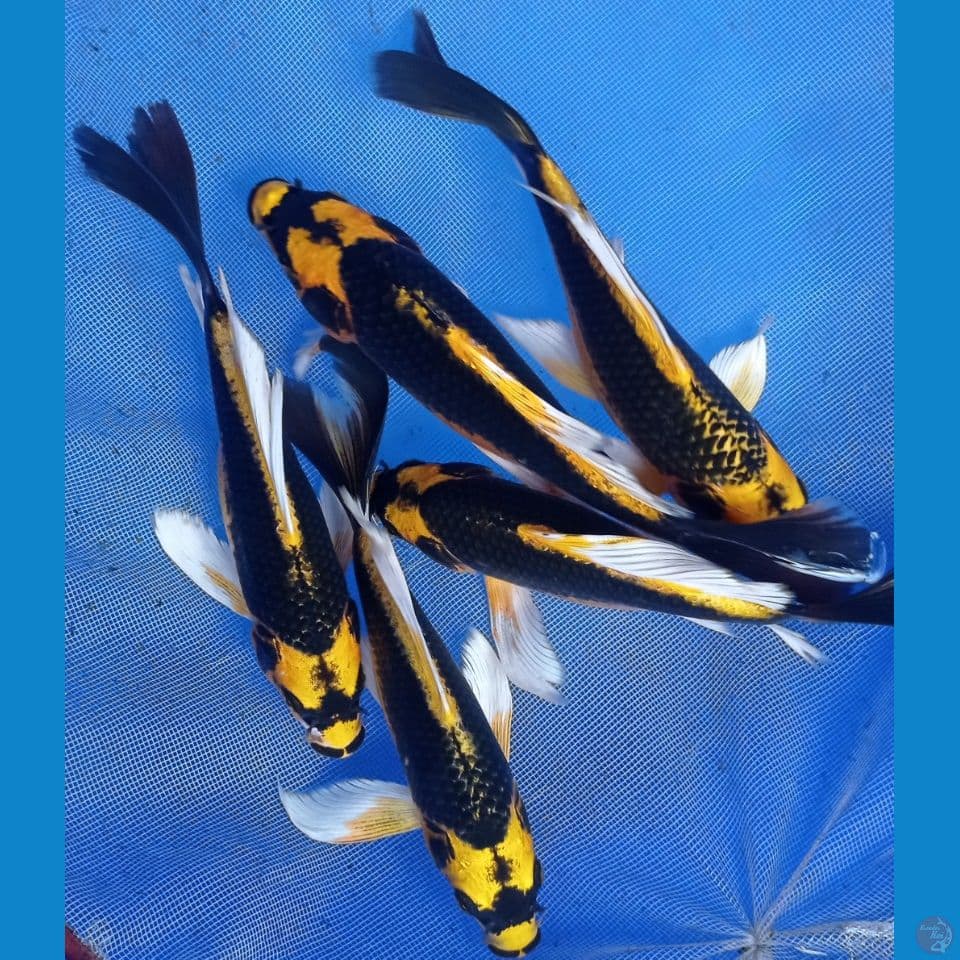 KABUTO 23,25CM