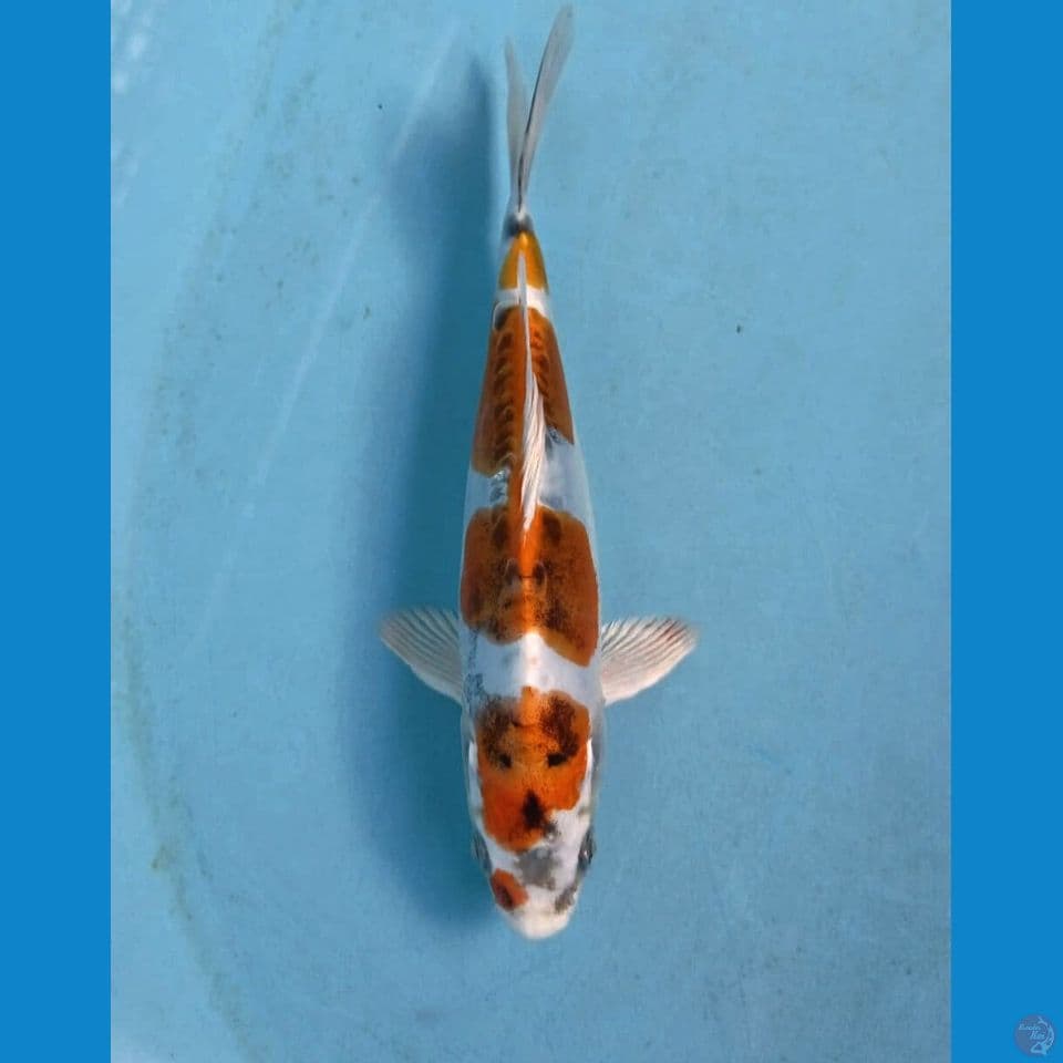 kikokuryu, 18 cm
