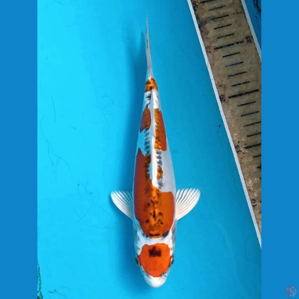 maruten kikokuryu, 23 cm