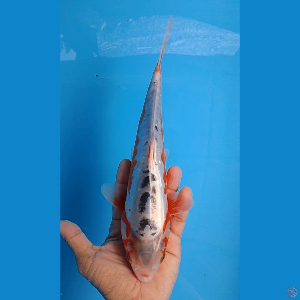 hanna shusui size : 27cm
