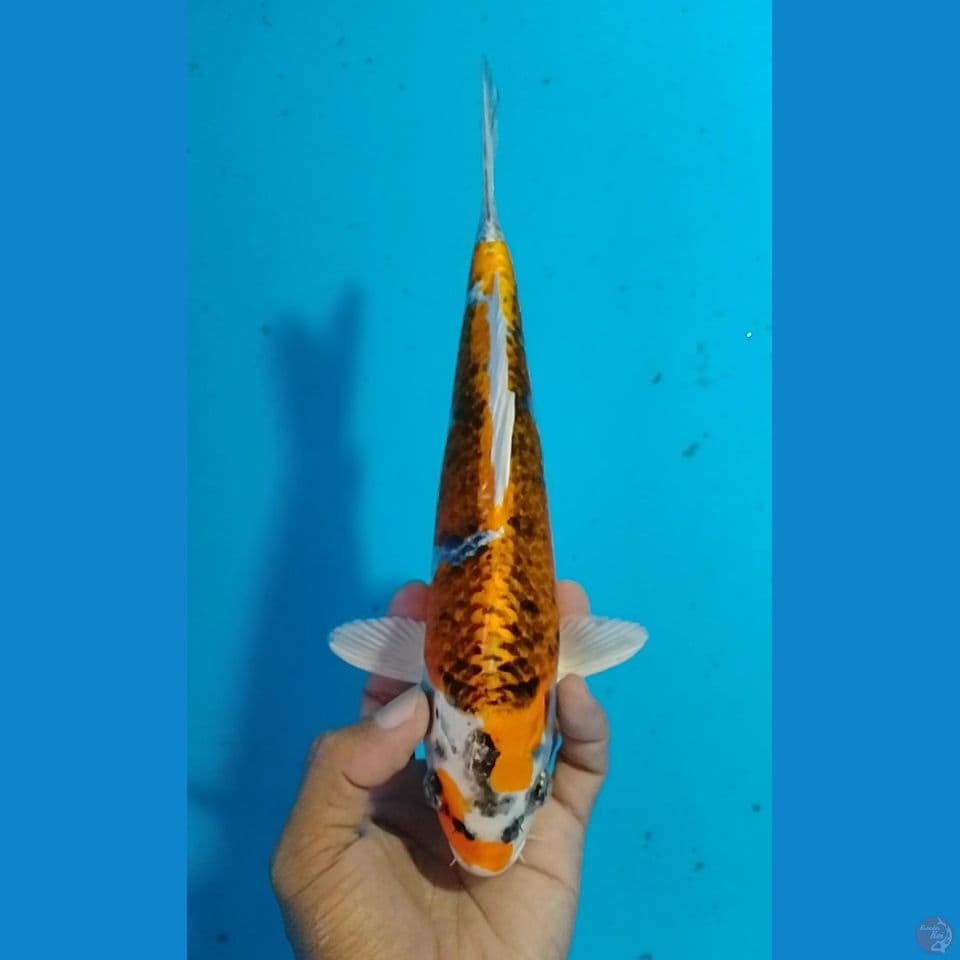 Kujaku size : 25 cm