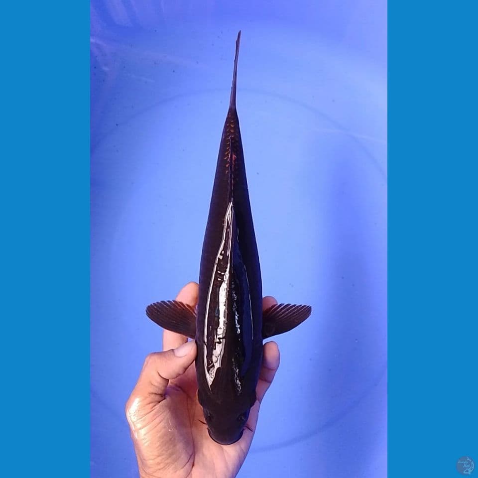 karashu size : 31 cm