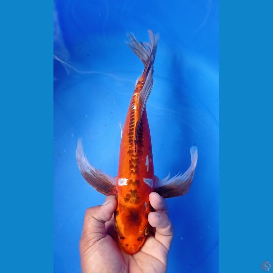 KUMPAY 40