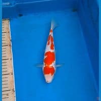 kohaku original 25cm
