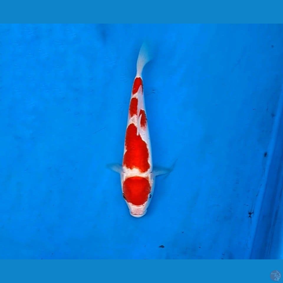 ikan koi sq 23cm merah strong