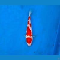 ikan koi sq 23cm merah strong