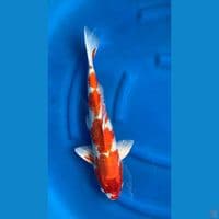 Sakura Ogon 47 Cm