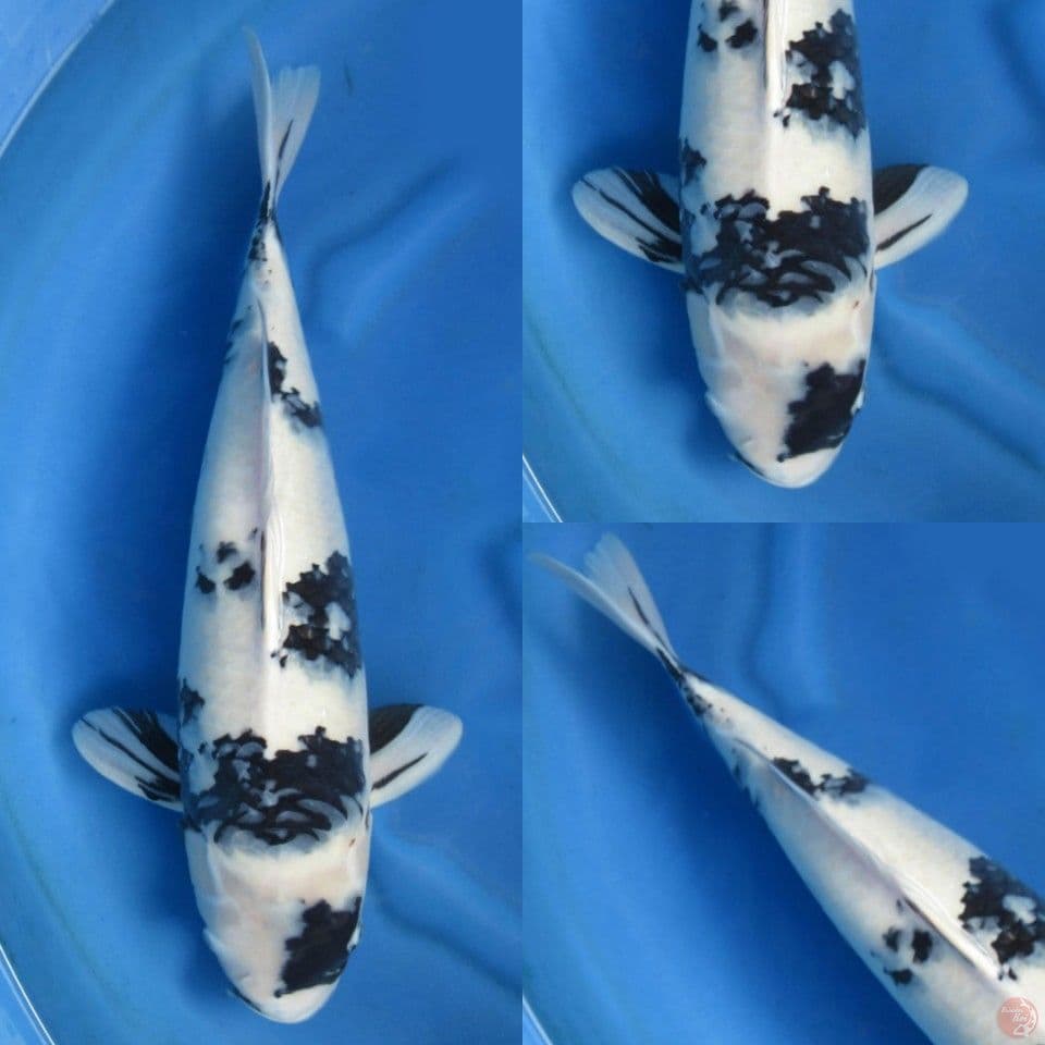 57cm, Shiro Jumbo