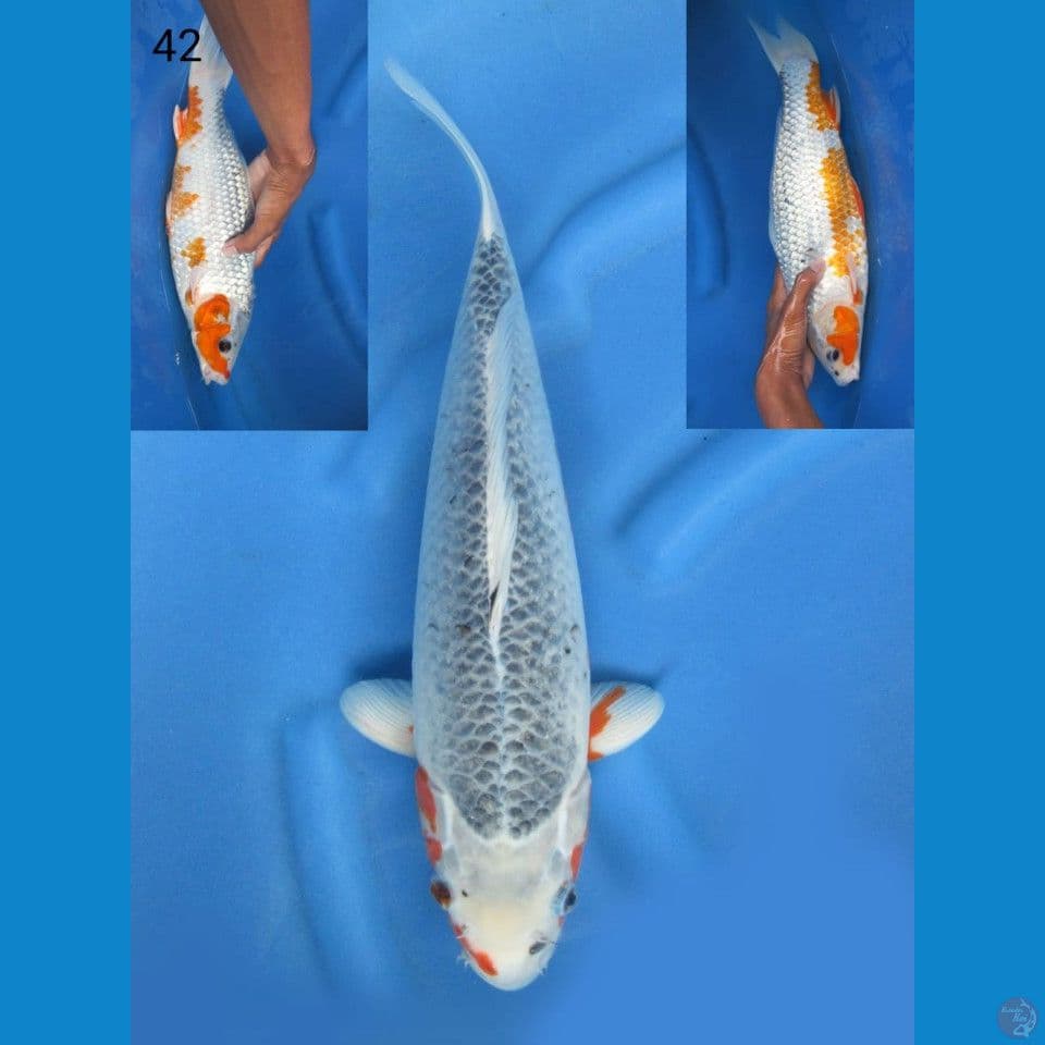 42cm, Asagi jumbo 