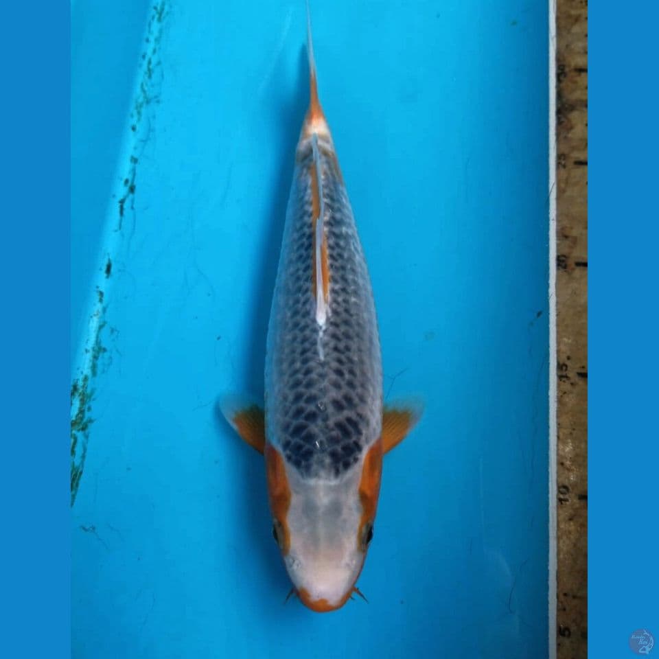 asagi, 26 cm