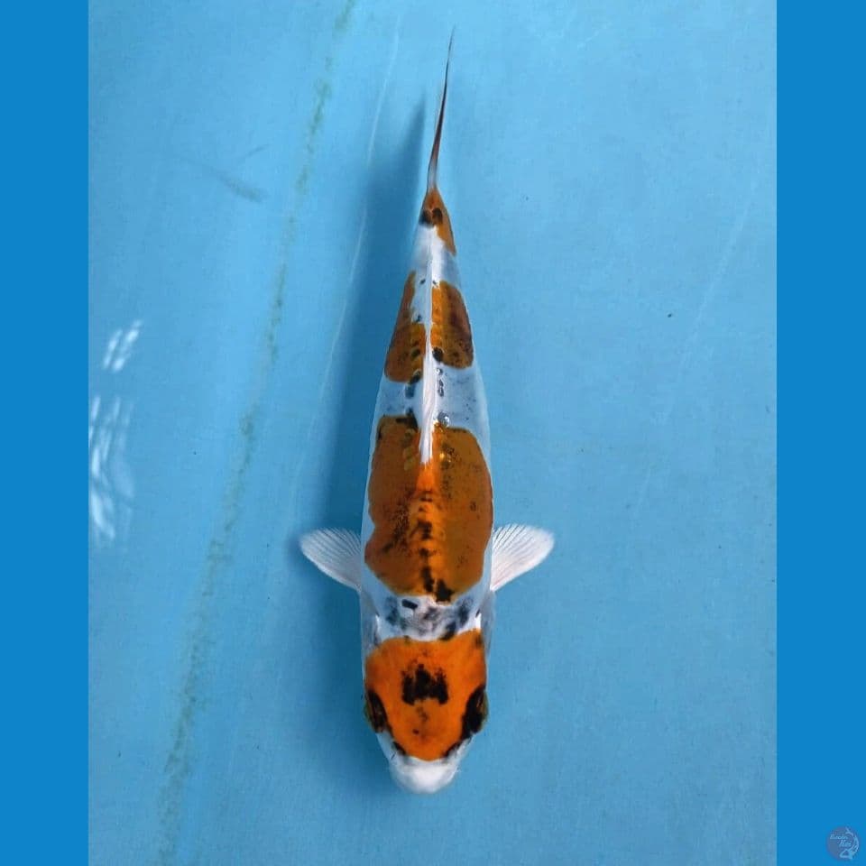maruten kikokuryu, 18 cm