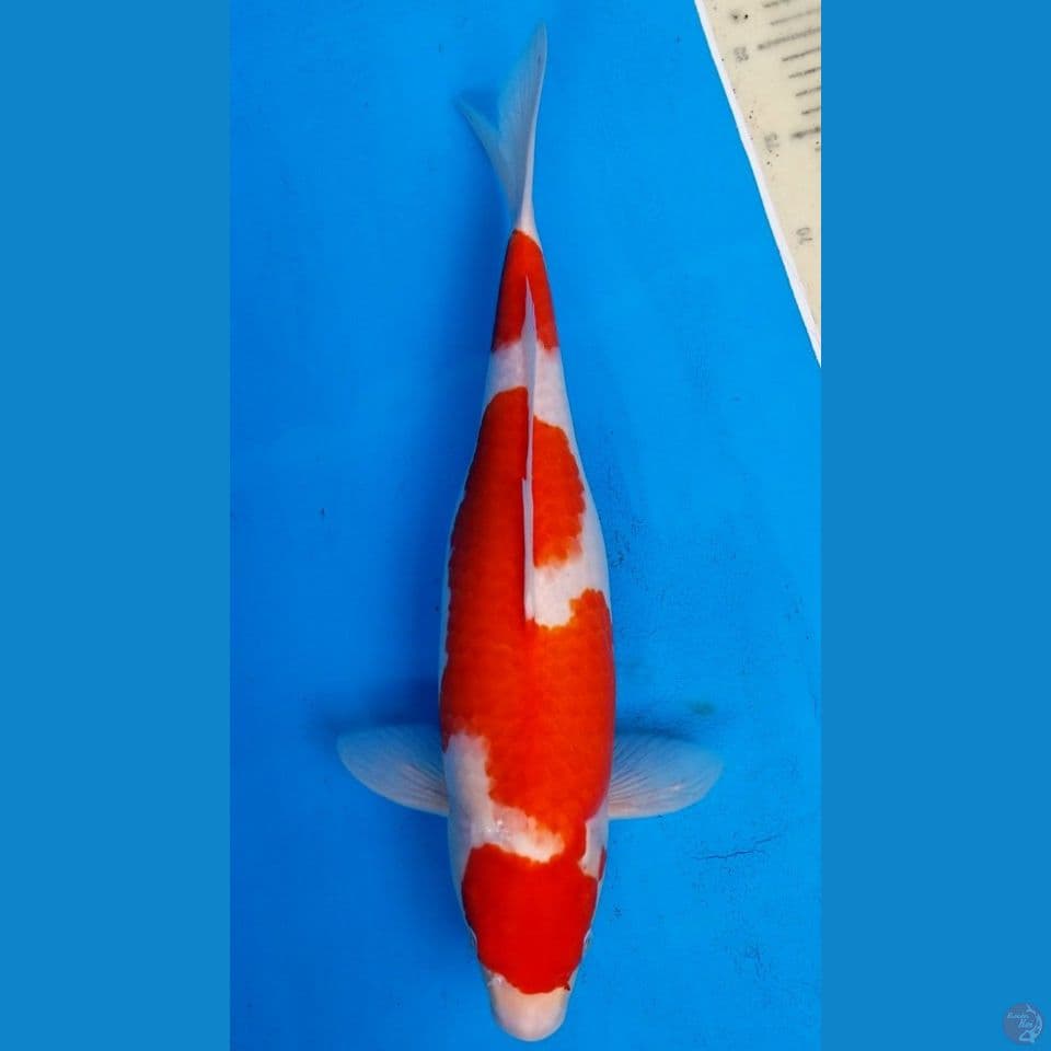 KOHAKU 45 CM FML