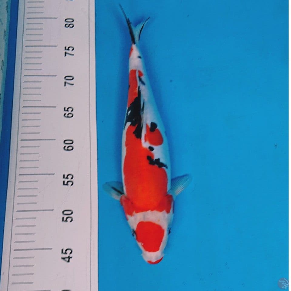DOITSU SANKE 35 CM